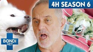 4 Hours of Full Episodes - Coast to Coast Season 6  Bondi Vet Compilation