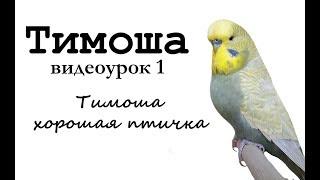  Учим попугая по имени Тимоша говорить, видеоурок 1: "Тимоша хорошая птичка"