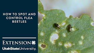 How to Spot and Control Flea Beetles