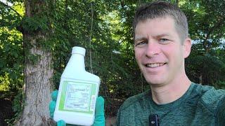 Testing a Powerful Herbicide to Kill Many Weeds Without Killing the Lawn