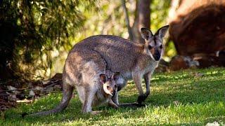 The Kangaroo is the World's Largest Hopping Animal |Cute Animals