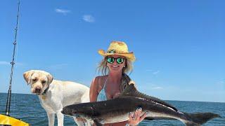 First cobia of 2024 sight casting on the Chesapeake bay off our tidewater center console 22.