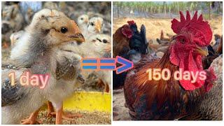 FULL VIDEO: caring for chickens for 150 days and how to prepare chicken food.
