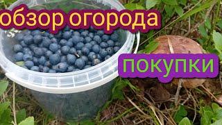 обзор огородапокупки в городепервве грибы