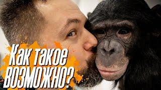 МИСТИКА ИЛИ ПСИХОЛОГИЯ?! Как можно было научить ШИМПАНЗЕ ТАКОМУ? ТОП самых умных животных В МИРЕ!