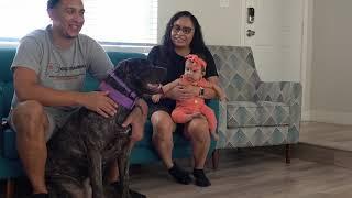 Female Presa Canario, is she sweet? | Life After the Litter 6