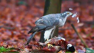 Falconry: The risks nobody talks about