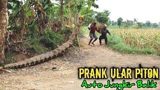 Prank Ular Piton || Paling Lucu Bikin Ngakak 