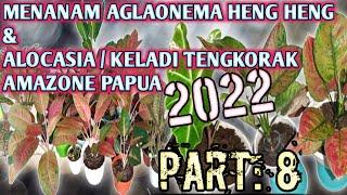 MENANAM AGLAONEMA HENG HENG & ALOCASIA TENGKORAK AMASON PAPUA#sorongflowersplant#