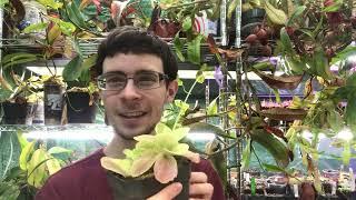 Pinguicula gigantea: The Giant Greasy One