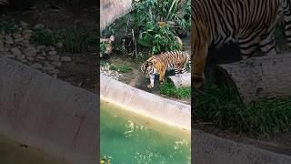 Tiger  versus rhino  who would win in a fight ￼