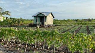 KEINDAHAN KEBUN PEMUKIMAN TRANSMIGRAN ASAL JAWA TENGAH DI SEPUNGGUR, BULUNGAN,  KALIMANTAN UTARA