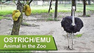 OSTRICH / EMU ||  Animal in the Zoo || Bangladesh National Zoo, Dhaka