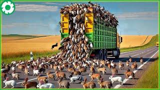 Transporting Millions of Rabbits This Way - The Biggest Heavy Machinery | Agriculture Technology