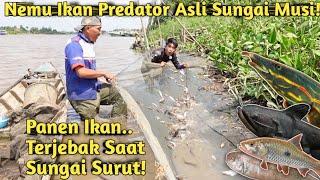 PANEN! INI WUJUD SEMUA JENIS IKAN ASLI SUNGAI MUSI SAAT MASUK AQUARIUM