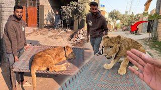 Charpai Pr Lion Ko Utha k Gli Main Le Gaiy