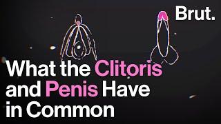 6 things the clitoris and penis have in common