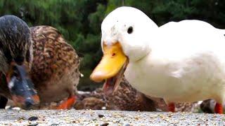 Hungry Duck Sounds Quacking