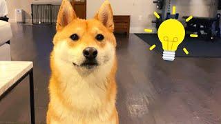 Creative Dog Toy Idea for Restless Shiba Inu | Super Shiba