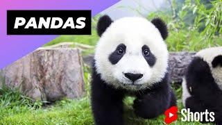 Pandas  One Of The Worst Mothers In The Animal Kingdom #shorts #pandas #animalkingdom