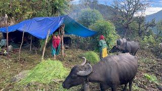 Happy life || The organic food, traditional lifestyle ||Barekot rural mountain side .|Gobinda Rohan