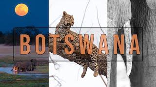 Photographing Leopards and Super Moons: Wildlife Photography in Botswana