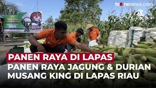 Panen Raya Jagung dan Durian Musang King di Lapas Bangkinang Riau | OneNews Update