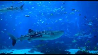 Super Relaxing Aquarium Screensaver with Two Whale Sharks