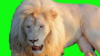 green screen lion king roar video #greenscreenvideo #greenscreenanimation  #freegreenscreen