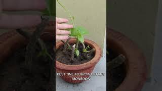 Grow Giloy Cuttings Like This , very easy and fast ..