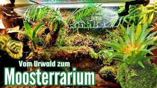 Vom Urwald zum Moosterrarium / Moos Bepflanzung für Anfänger