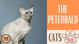  Cats 101  PETERBALD CAT - Top Cat Facts about the PETERBALD