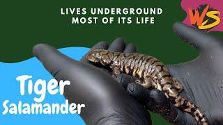 The Ultimate Guide to Tiger Salamanders - Everything You Need to Know!