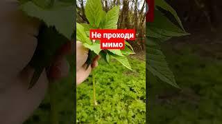 Полезная ЗАМЕТКА ПРО СНЫТЬ. НАРОДНЫЕ ЗНАНИЯ. #здоровьебезлекарств  #shortvideo #обовсём #растения