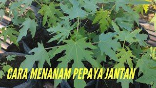 Cara menanam pepaya jantan