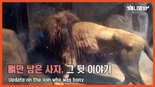 뼈만 남은 사자 바람이는 지금...ㅣUpdate On Bony Lion Baram...