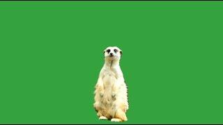 GREEN SCREEN MEERKAT ANIMAL ANIMATED HD |  GRAPHICS ANIMATION CHROMA KEY