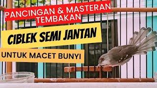 CIBLEK SEMI JANTAN GACOR PANCINGAN & MASTERAN MACET BUNYI #ciblek #masteranburung