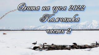 Охота на гуся 2022! Камчатка  Часть 2