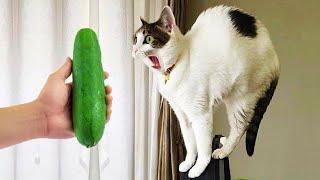 Funniest Animals 2023  New Funny Cats and Dogs Videos  Part 8