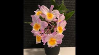 April 7th 2020 San Francisco Orchid Society's Member Zoom Meeting recording