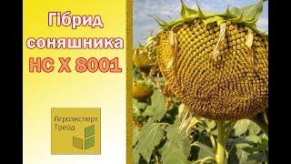 Соняшник НС Х 8001 , опис гібриду  - насіння в Україні