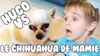 HUGO vs le CHIHUAHUA de Mamie!!! - Angie la Crazy Série