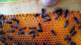 Пчеловодство.Пчёлы заливают майским мёдом в 33м р.....