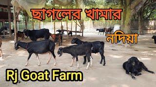 ছাগল পালন ৷ছাগলের খামার ৷Rj Goat Farm Bahirgachi Nadia