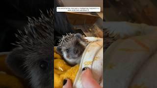 This kind family rescued a hedgehog trapped in a pipe and then adopted it #animalshorts