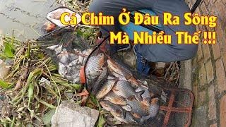 Cá Chim Ở Đâu Ra Sông Mà Nhiều Thế, Giật Gãy Cả Tay - Cách Trị Cá Chim Cắn Đứt Thẻo