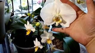Орхидея Льюис Трипринс цветение домашнее и Психопис повторное  цветение