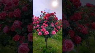 wow. colourful rose flowers. |today flowers.|#rosegarden #satisfying #flowergarden #viral