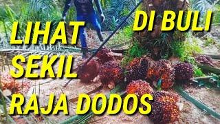 lihat sekil raja dodos dibuli panen sawit unggul buah numpuk varitas yangambi